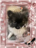 Bellisimo aka Lottie, a female Pomeranian for sale in Titus, AL – 5 of 8