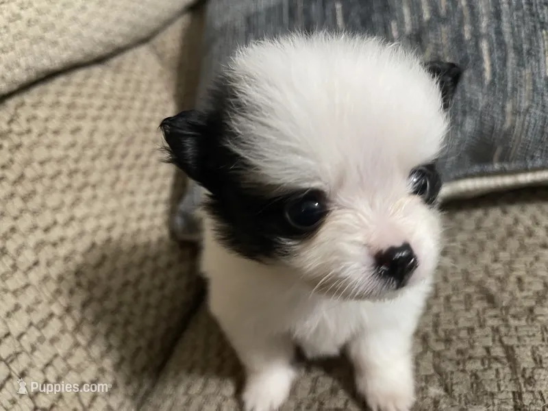 JoJo – Pomeranian puppy for sale in Titus, AL