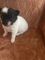 Icee, a male Pomeranian for sale in Titus, AL – 7 of 9