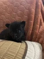 Ellie Pending, a female Pomeranian for sale in Titus, AL – 4 of 9