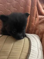 Ellie Pending, a female Pomeranian for sale in Titus, AL – 3 of 9