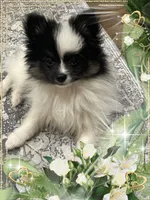 PBJ aka Georgie, a male Pomeranian for sale in Titus, AL – 4 of 9