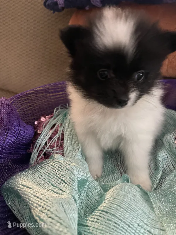 Icee – Pomeranian puppy for sale in Titus, AL