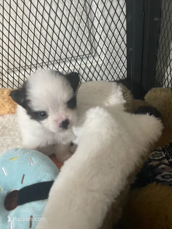 JoJo – Pomeranian puppy for sale in Titus, AL