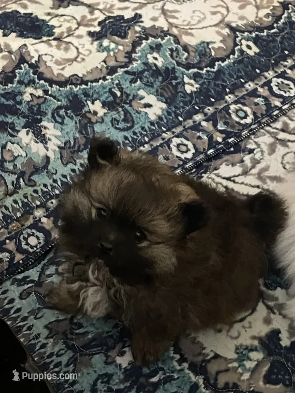 Furby – Pomeranian puppy for sale in Titus, AL