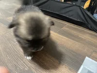 Bailey PENDING, a female Pomeranian for sale in Titus, AL – 3 of 9