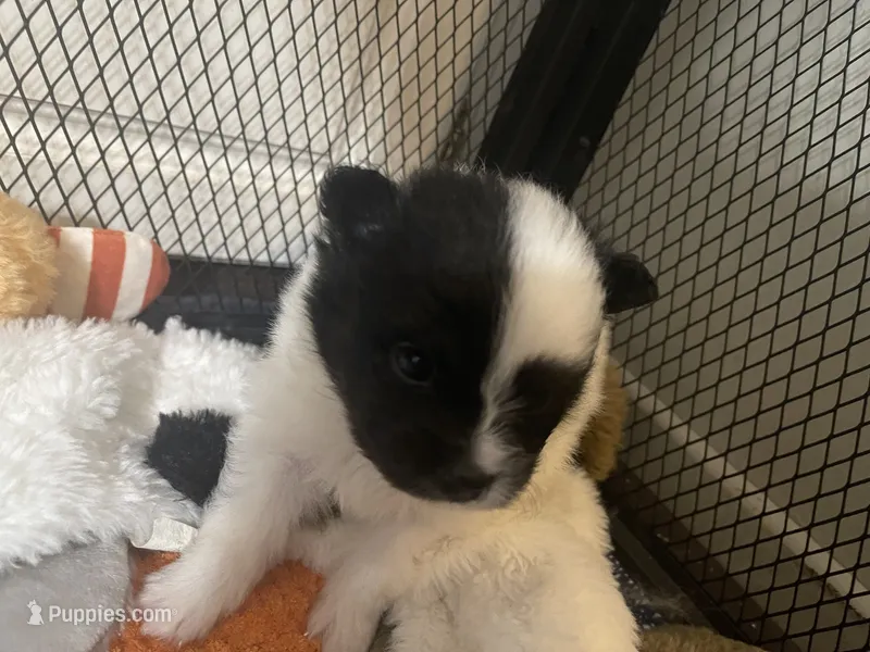 Happy – Pomeranian puppy for sale in Titus, AL