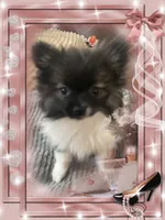 Bellisimo aka Lottie, a female Pomeranian for sale in Titus, AL – 7 of 8