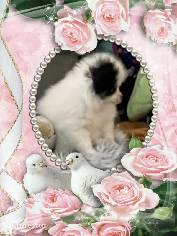 JoJo – Pomeranian puppy for sale in Titus, AL