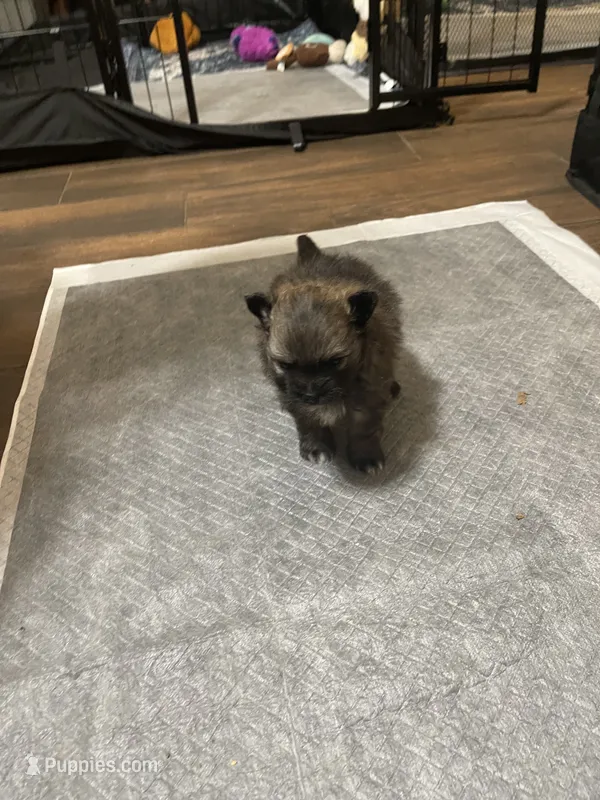 Furby – Pomeranian puppy for sale in Titus, AL