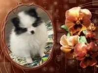 Mystical the Love Bandit aka Jojo, a female Pomeranian for sale in Titus, AL – 7 of 8