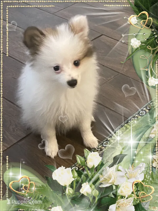 Sassy Alexia the II aka Kelly – Pomeranian puppy for sale in Titus, AL