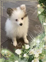 Sassy Alexia the II aka Kelly, a female Pomeranian for sale in Titus, AL – 3 of 7