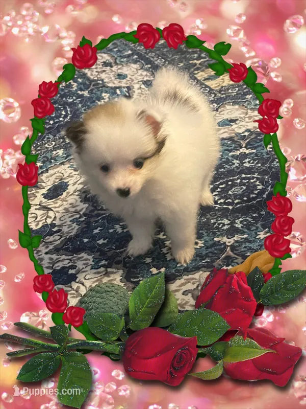 Kelly – Pomeranian puppy for sale in Titus, AL