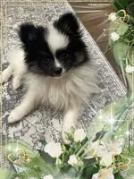 PBJ aka Georgie, a male Pomeranian for sale in Titus, AL – 1 of 9