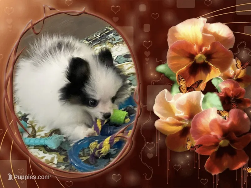 JoJo – Pomeranian puppy for sale in Titus, AL
