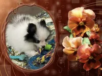 Mystical the Love Bandit aka Jojo, a female Pomeranian for sale in Titus, AL – 4 of 8
