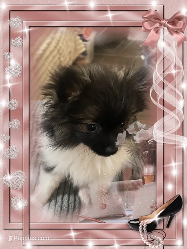 Lottie – Pomeranian puppy for sale in Titus, AL