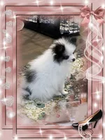Mystical is Pending, a female Pomeranian for sale in Titus, AL – 7 of 8