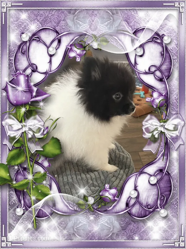 Davie – Pomeranian puppy for sale in Titus, AL
