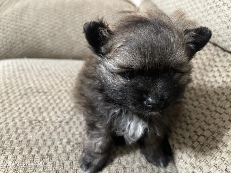 Furby – Pomeranian puppy for sale in Titus, AL