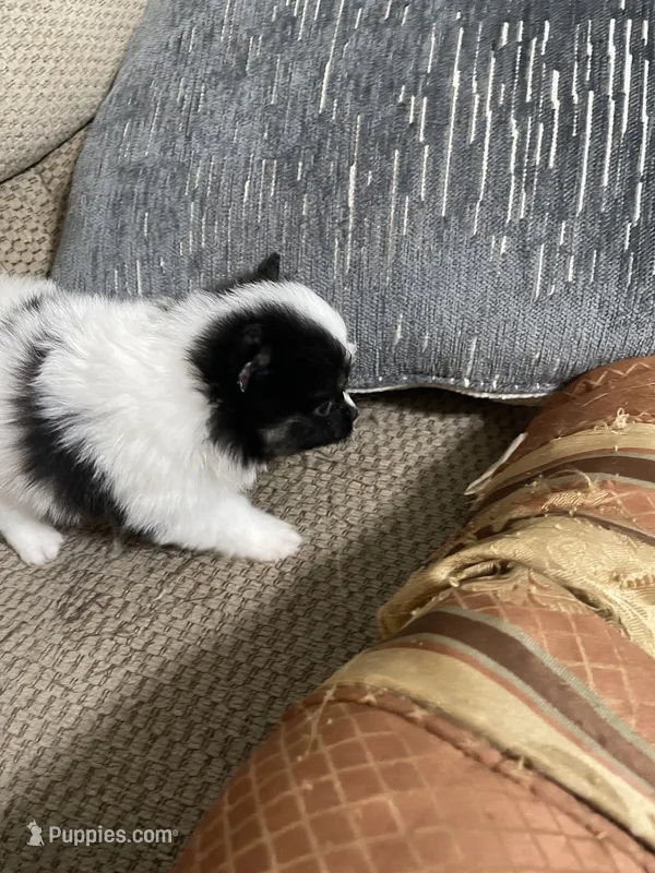 Georgie – Pomeranian puppy for sale in Titus, AL
