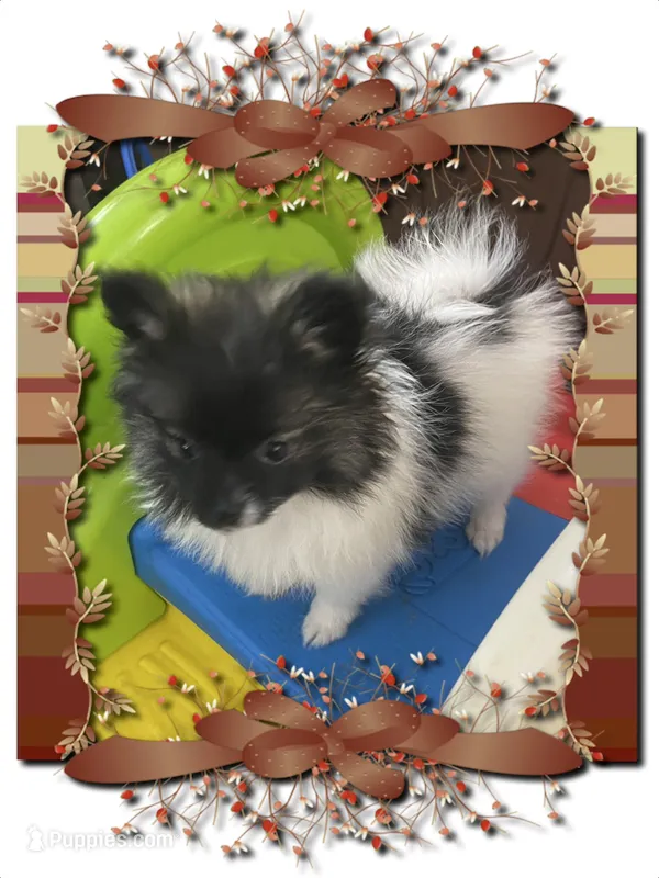 Lottie – Pomeranian puppy for sale in Titus, AL