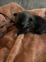 Bailey, a female Pomeranian for sale in Titus, AL – 7 of 10