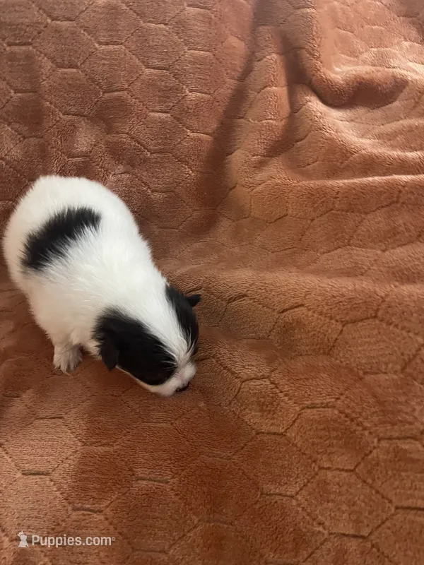 Happy – Pomeranian puppy for sale in Titus, AL