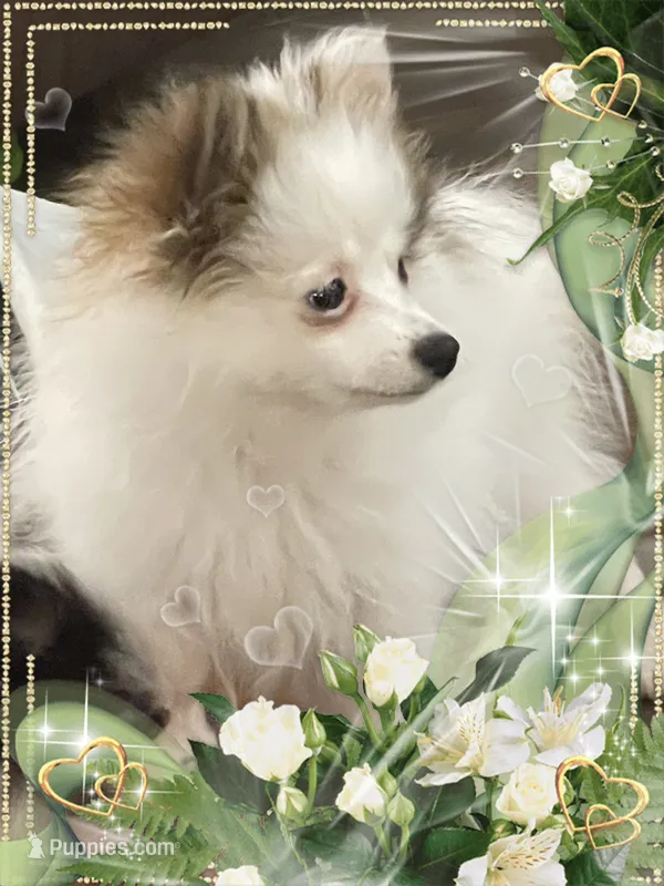 Sassy Alexia the II aka Kelly – Pomeranian puppy for sale in Titus, AL