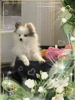 Sassy Alexia the II aka Kelly, a female Pomeranian for sale in Titus, AL – 7 of 7