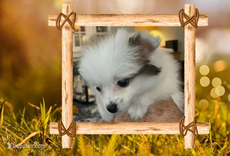 Kelly – Pomeranian puppy for sale in Titus, AL