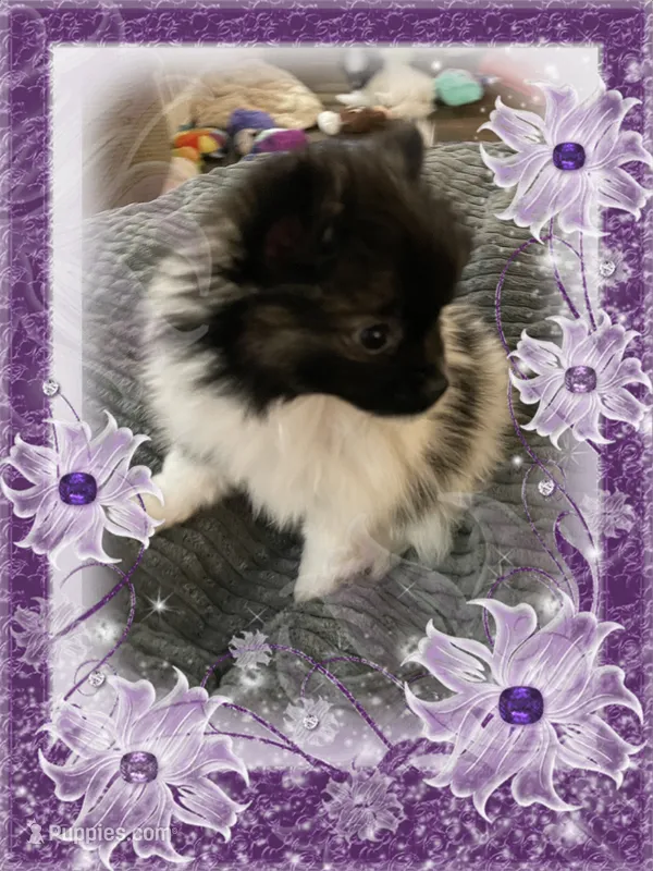 Lottie – Pomeranian puppy for sale in Titus, AL