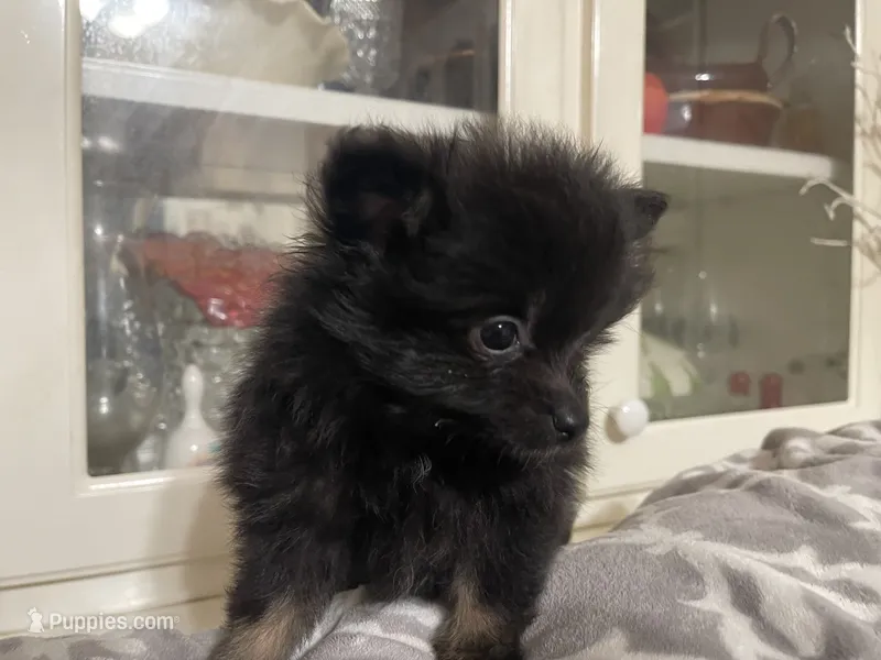 Ellie – Pomeranian puppy for sale in Titus, AL