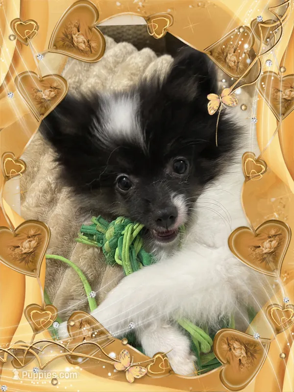 Caspar aka Icee – Pomeranian puppy for sale in Titus, AL
