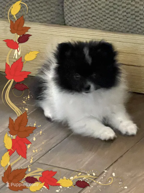 Davie – Pomeranian puppy for sale in Titus, AL