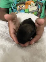 Furby, a female Pomeranian for sale in Titus, AL – 4 of 5