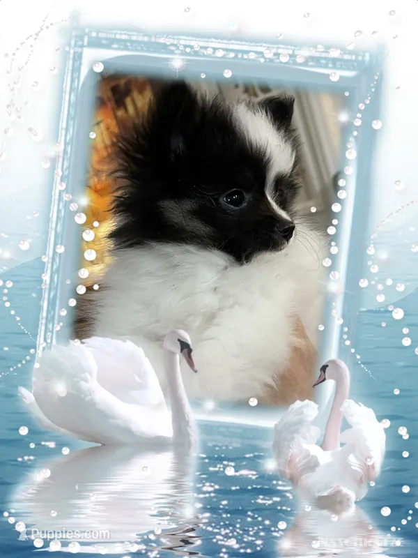 Georgie – Pomeranian puppy for sale in Titus, AL