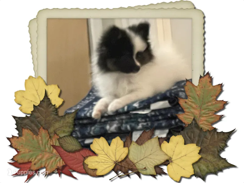 Georgie – Pomeranian puppy for sale in Titus, AL