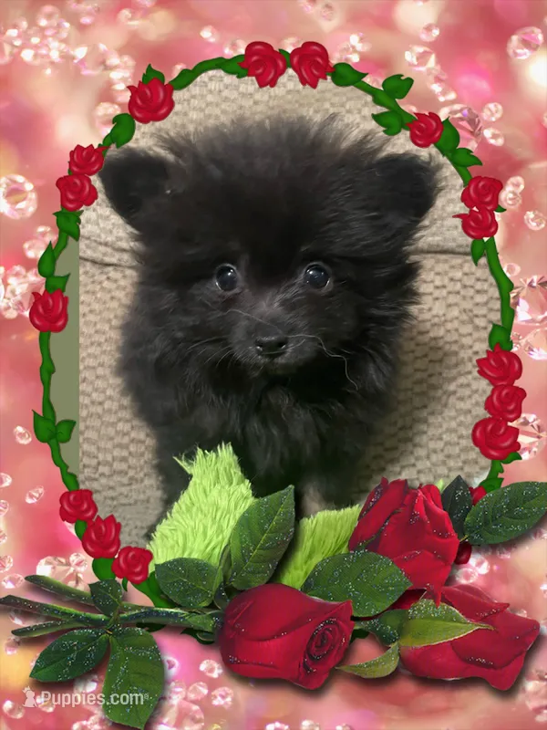 Ellie – Pomeranian puppy for sale in Titus, AL