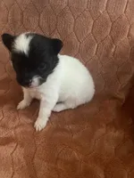 Icee, a male Pomeranian for sale in Titus, AL – 9 of 9