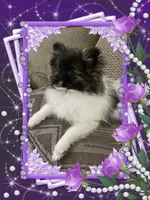 Bellisimo, a female Pomeranian for sale in Titus, AL – 1 of 4