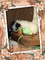 Mystical is Pending, a female Pomeranian for sale in Titus, AL – 5 of 8
