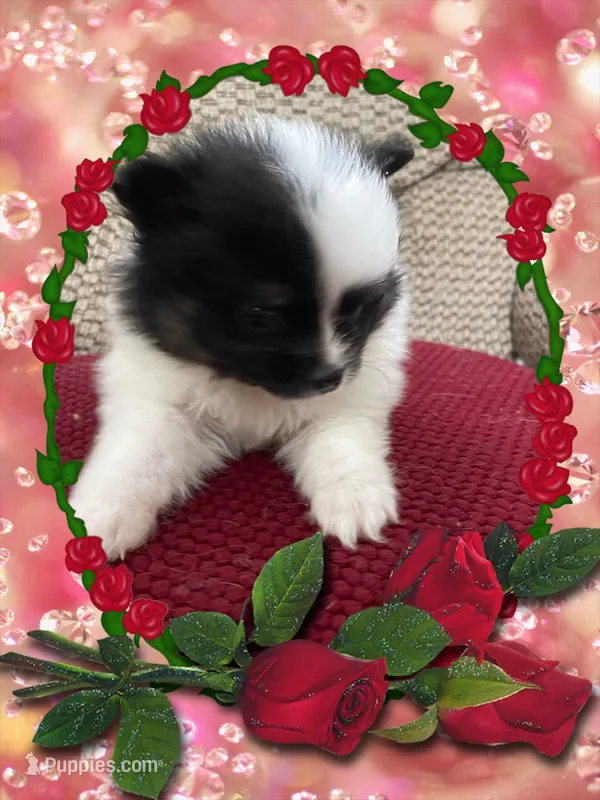 Georgie – Pomeranian puppy for sale in Titus, AL