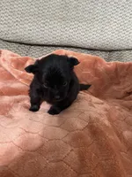Ellie Pending, a female Pomeranian for sale in Titus, AL – 5 of 9