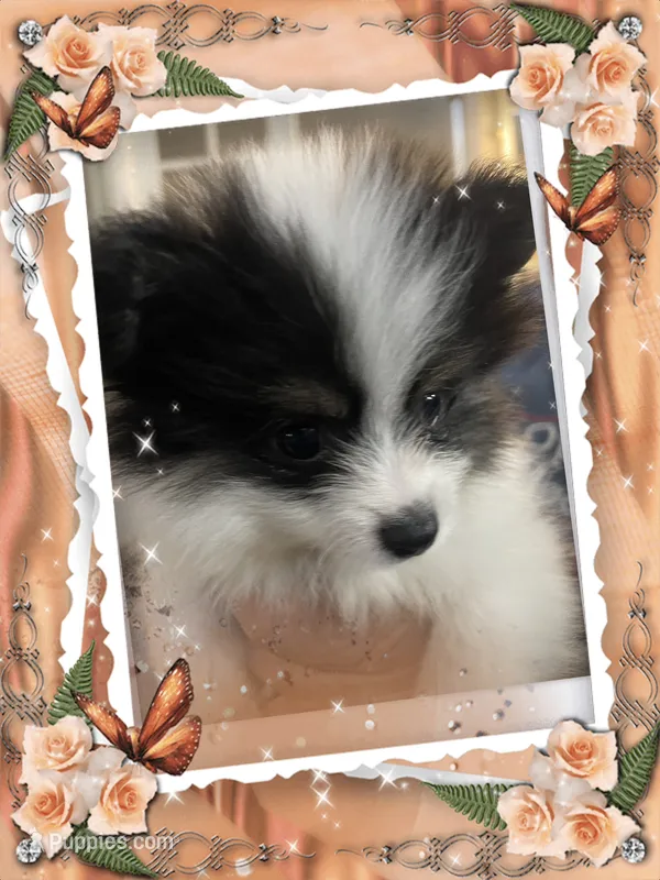 Happy – Pomeranian puppy for sale in Titus, AL