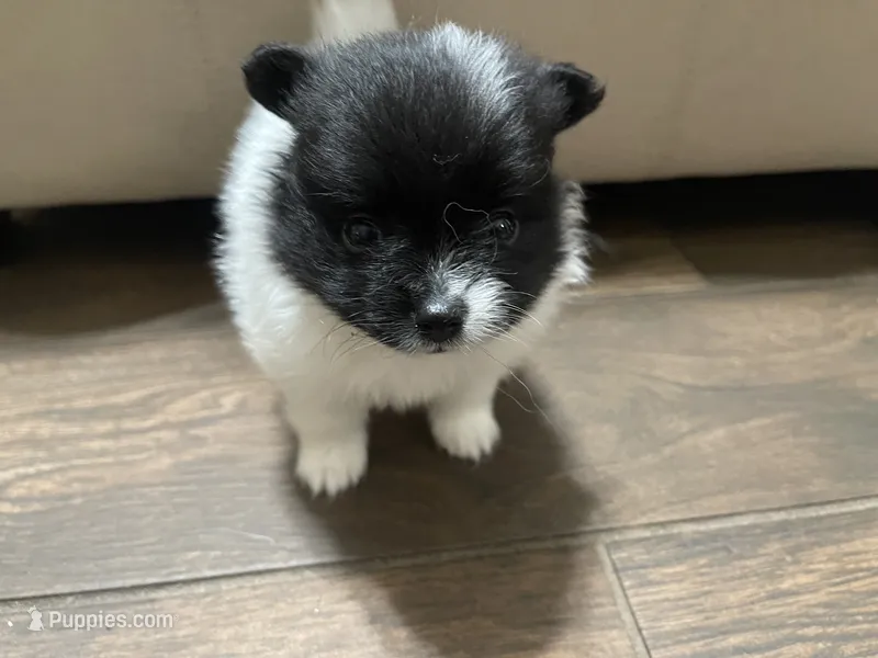 Davie – Pomeranian puppy for sale in Titus, AL