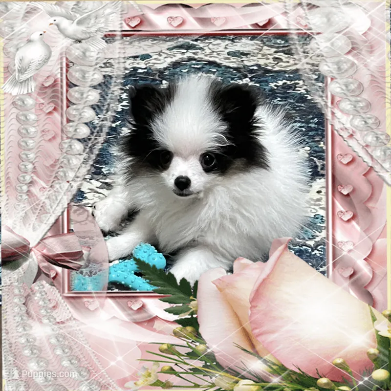 Mystical the Love Bandit aka Jojo – Pomeranian puppy for sale in Titus, AL