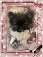 Bellisimo aka Lottie, a female Pomeranian for sale in Titus, AL – 8 of 8