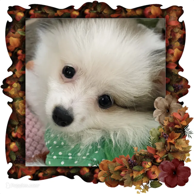 Kelly – Pomeranian puppy for sale in Titus, AL